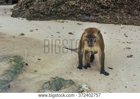 Brown Monkey Become Angry To Photographer, Coming On