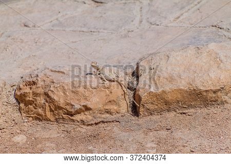 Lizard Pseudotrapelus Dhofarensis At Sumhuram Archaeological Park Near Salalah, Oman