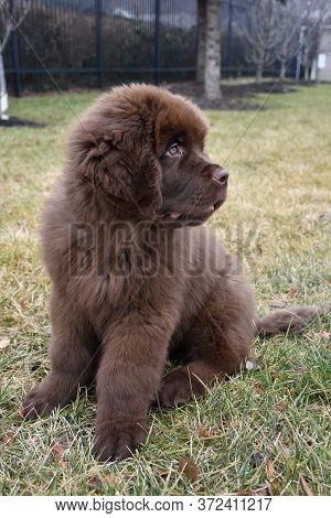 Cute Sitting Newfoundland Puppy Dog With Fluffy Fur.