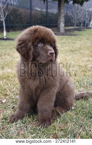 Very Cute Brown Newfoundland Puppy Dog Sitting In A Grass Area.