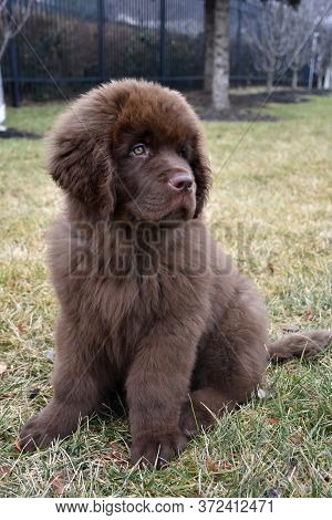 Cute Fluffy Brown Newfoundland Puppy Dog Sitting In A Park.