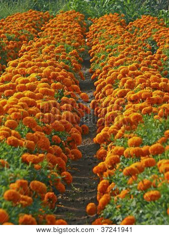 Field of Marigold flowers