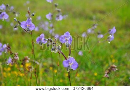 Crested Naga Flowers, Sweet Purple Flowers Blossoming In Full Bloom, Phu Soi Dao National Park, Thai