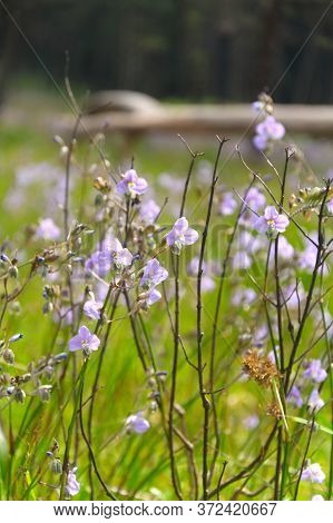 Crested Naga Flowers, Sweet Purple Flowers Blossoming In Full Bloom, Phu Soi Dao National Park, Thai