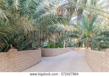 Palms In Al Ain Oasis, United Arab Emirates