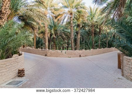Palms In Al Ain Oasis, United Arab Emirates