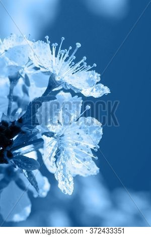 Bright Vertical Bacdrop With Macro Blooming Cherry Tree Flowers. Trendy Color 2020 Classic Blue