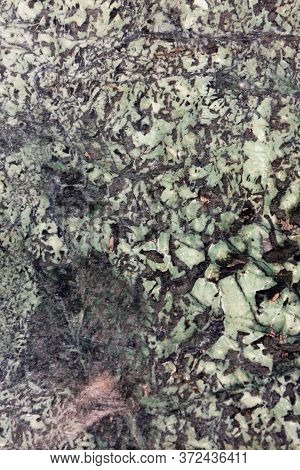 Texture Of Green Syenite Stone Or Egyptian Granite Closeup