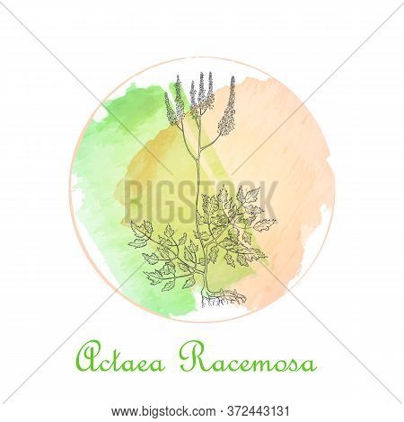 Badge With Actaea Racemosa And Watercolor Spots