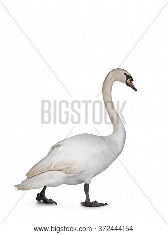 Beautiful Male White Mute Swan, Walking Sode Ways. Looking Straight Ahead. Isolated On White Backgro