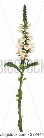 Side View Of Single Stem Fox Glove Flower, Isolated On White Background.