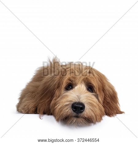 Adorable Red / Abricot Labradoodle Dog Puppy, Layingflat Face Down Facing Front, Looking Towards Cam