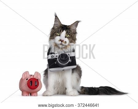 Cute Young Maine Coon Cat, Sitting Facing Front Beside A Pink Piggy Bank. Wearing A Toy Photo Camera