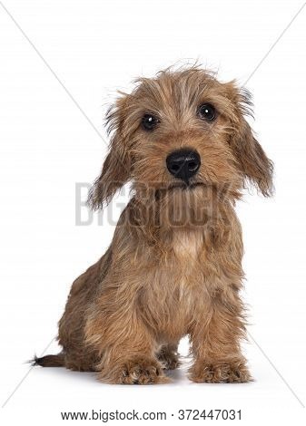Adorable Wirehair Kanninchen Dachshund Pup, Sitting Facing Camera. Looking Straight At Lens With Dar