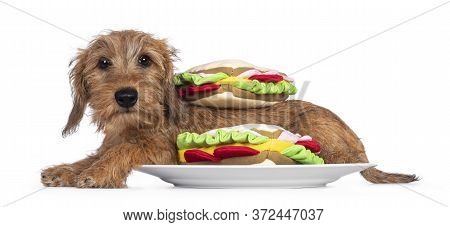 Adorable Wirehair Kanninchen Dachshund Pup, Laying Down Side Ways On Plate Inbetween Toy Sandwiches.