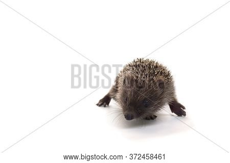 Small Brown Hedgehog On A White Background