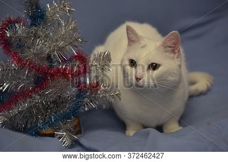 White Albino Cat On A Blue Background And New Year's Serpentine