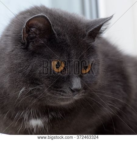 Gray Cat With A White Speck On The Chest