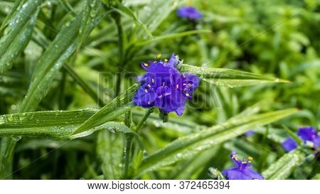 Blue Flower In The Wild Nature In The Green Grass