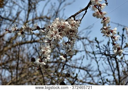 Flowering Apricot Branch In Early Spring On The Background Of The Blue Sky