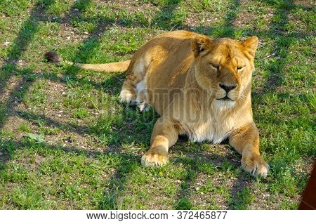 Disgruntled Lioness Waiting For A Lion To Clarify The Relationship