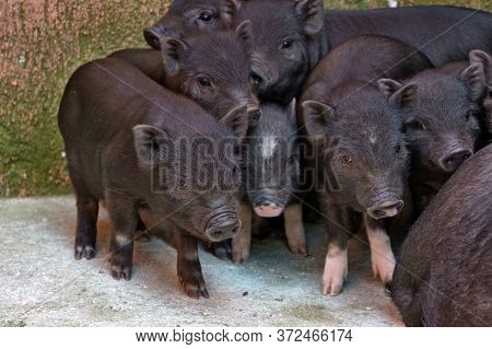 Brood Of Young Black Pigs In Search Of Food
