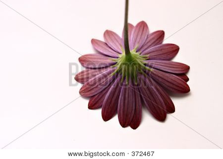 Rosa Flower1