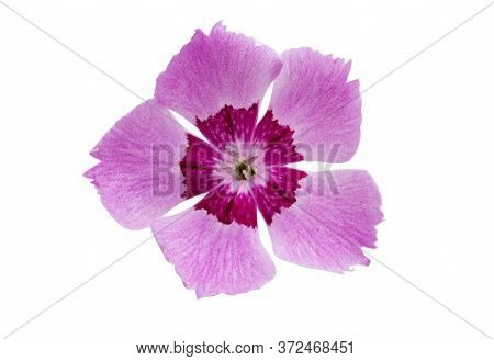 Perennial Clove Flowe Isolated On White Background