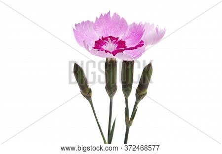 Perennial Clove Flowe Isolated On White Background