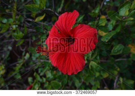 A Beautiful Lonly Red Flower With A Green Background