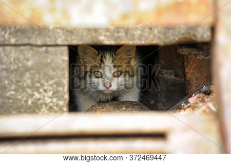 Homeless Kitten In Vent Window In The Building