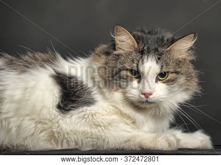 Portrait Of Norwegian Forest Cat, 1 And A Half Years Old