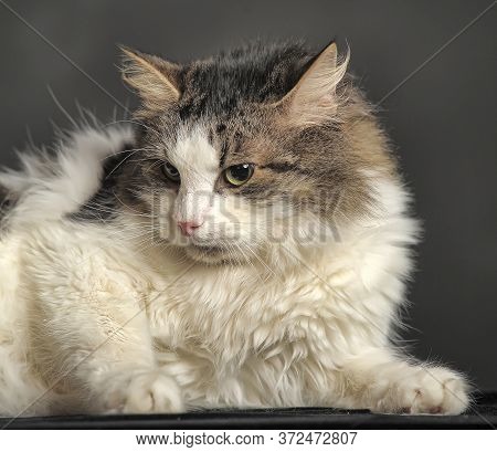Norwegian Forest Cat On A Dark Background