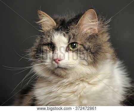 Norwegian Forest Cat On A Dark Background