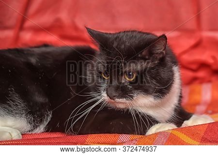 Fat Black And White Cat On A Red Background