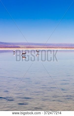Laguna Chaxa, Atacama Desert, Chile.