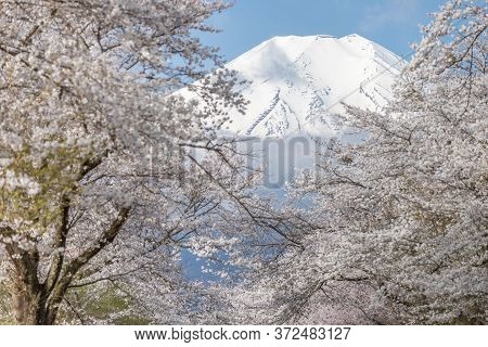 Sakura Tree And Mountain Fuji At Oshino Hakkai In Spring Season