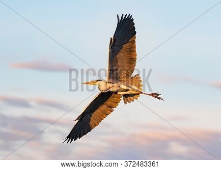 Grey Heron Flying Over In The Evening Sun