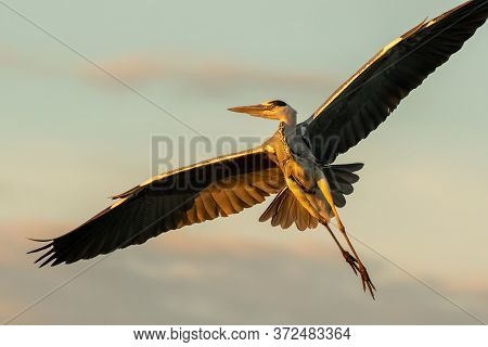 Grey Heron Flying Over In The Evening Sun