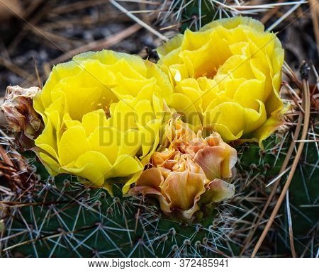 Close-up Of Beautiful Yellow Cactus Flowers. Seasonal, Environmental, Educational Concepts.