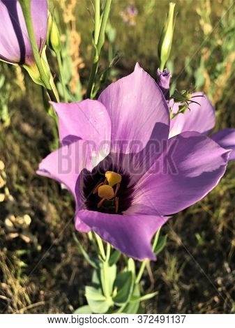 Texas Bluebell Flower (eustoma Russellianum) Is A Native Wildflower.