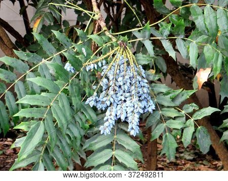 Hollyleaved Barberry, Tall Oregon Grape, Mahonia Aquifolium Branch With Berries And Leaves On A Blur