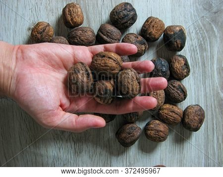 Close Up Of Whole Walnuts On Male Handon Wooden Background. Unpeeled Walnut. Vegetarian Food Concept