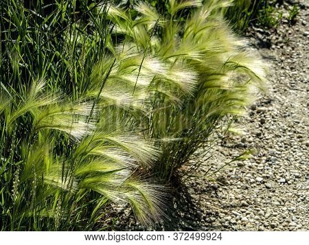 Grass Similar To A Feather Grass With The Latin Name Hordeum Jubatum Illuminated By The Sun