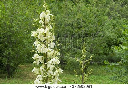 Monkshood, A Poisonous Plant Growing In The Garden.