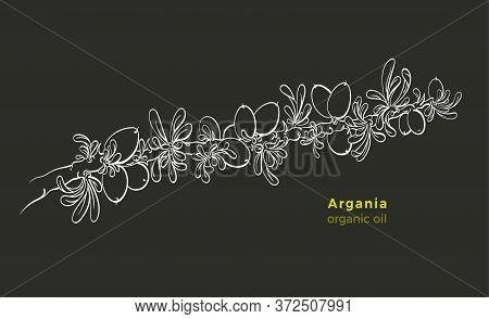 Argania Branch. Vector Botanical Skech. Nature Fruit, Leaves. Isolated Art Line White Illustration O