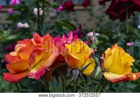 Yellow-orange Roses With Drops Of Dew On A Summer Sunny Day In The Garden
