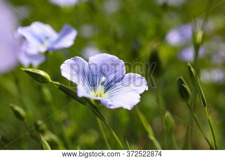 Closeup View Of Beautiful Blooming Flax Field