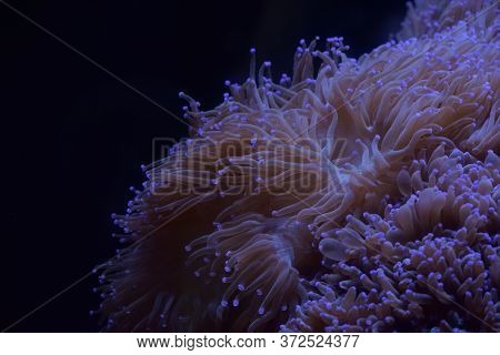 Glowing Algae (seaweed) In Aquarium Close Up