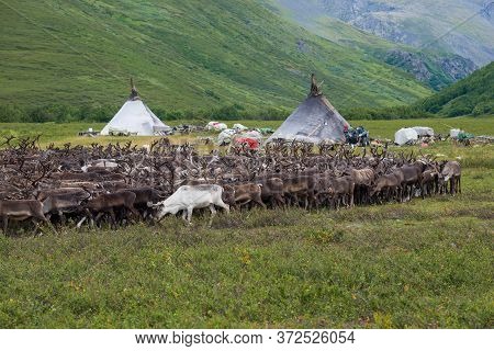 A Herd Of Reindeer At The Summer Camp Of The Hunts-reindeer Herders. Yamal, Russia